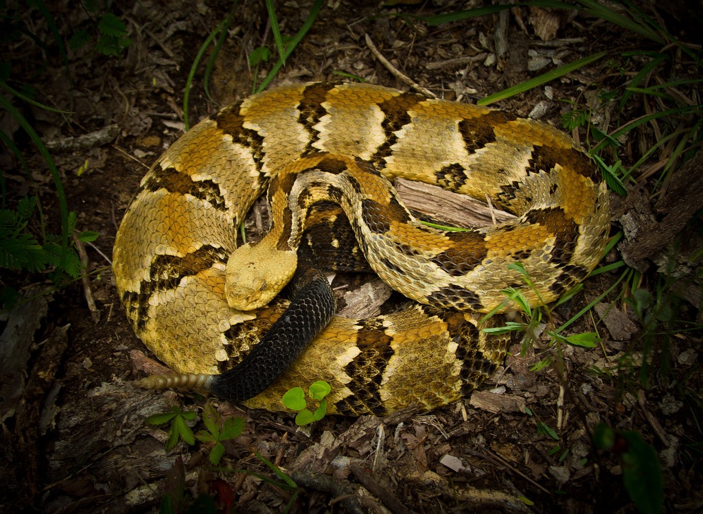 Timber Rattlesnake.jpg [355 Kb]